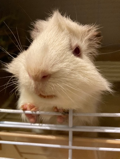 モルモット