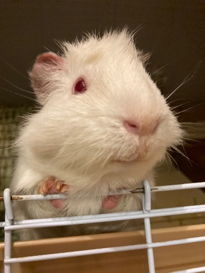 モルモット
