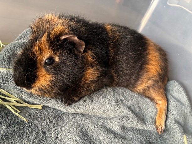 モルモットの定期検診