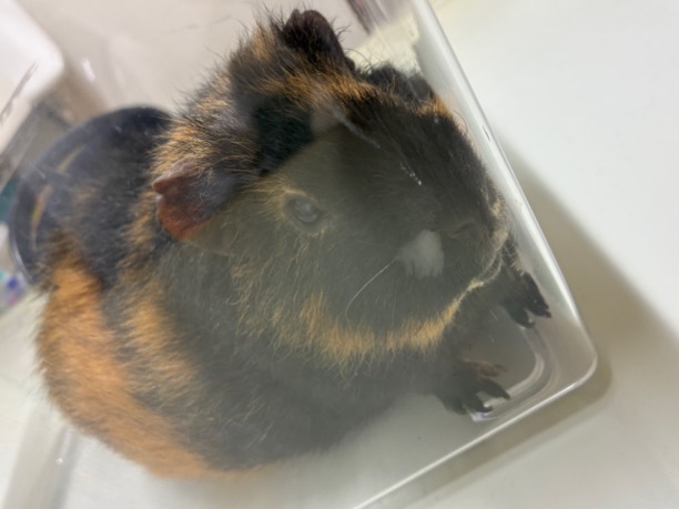 モルモットの定期検診