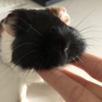 mol
